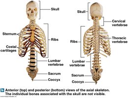 Anterior and posterior views of the axial skeleton