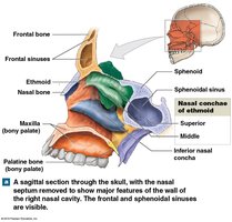 Cranial bones and their locations