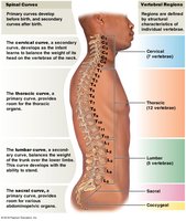 Spinal curves and vertebral regions