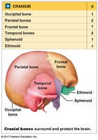 Major parts of a typical vertebra