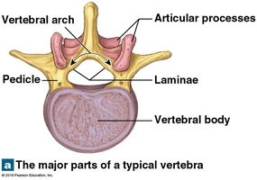 Cervical vertebrae, lateral view