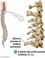 Thoracic vertebrae, lateral view