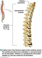 Lumbar vertebrae, sacrum, and coccyx, lateral view
