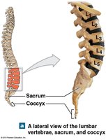 Anterior view of the thoracic cage