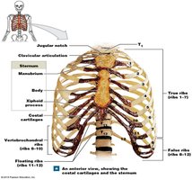 Facial bones and their locations
