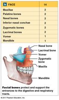 Major sutures of the skull, superior view