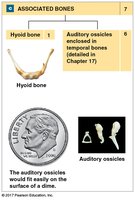 Major sutures of the skull, posterior view