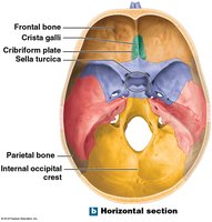 Horizontal section of the cranial cavity