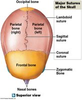 Major sutures of the skull, lateral view