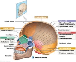 Sagittal section of the cranial cavity