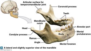 Lateral and superior view of the mandible