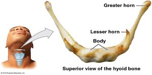 Hyoid bone location and structure