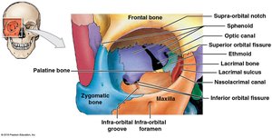 Bones of the orbital complex