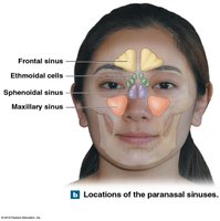 Locations of the paranasal sinuses
