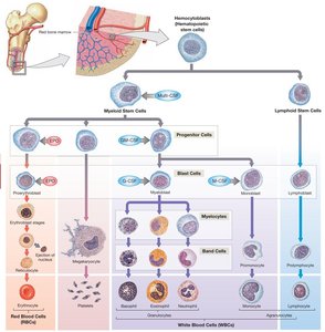 Hematopoiesis diagram
