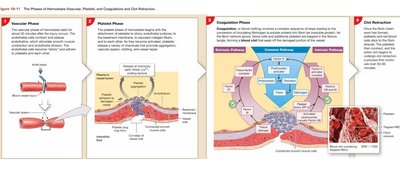 Hemostasis phases