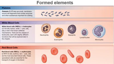 Formed elements of blood