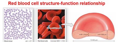 Red blood cell structure-function relationship