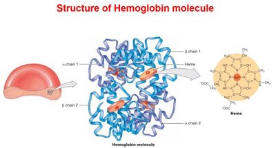 Structure of hemoglobin molecule