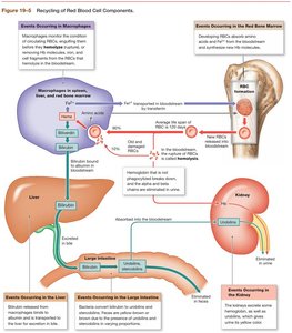 Recycling of red blood cell components