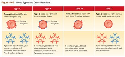 Blood types and cross-reactions