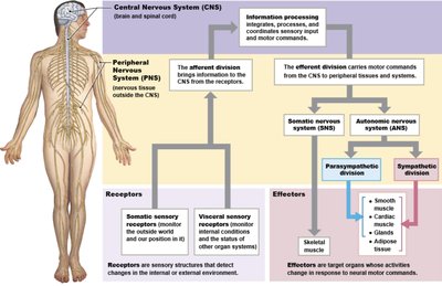 Diagram of the nervous system divisions and their functions