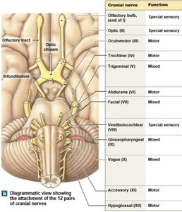 Cranial nerves and their functions