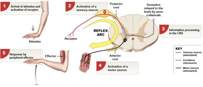 Reflex arc pathway