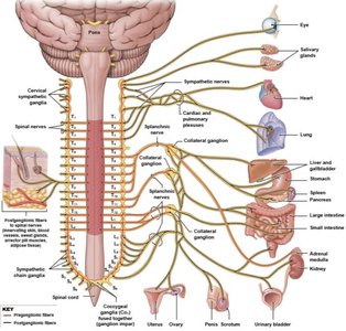 Sympathetic nervous system pathways and target organs