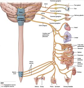 Parasympathetic nervous system pathways and target organs