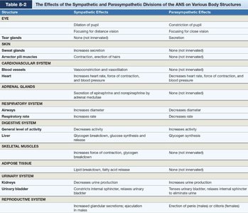 Table comparing sympathetic and parasympathetic effects