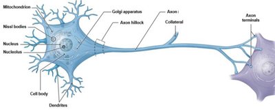 Structure of a typical neuron