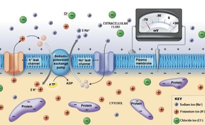 Resting membrane potential and ion distribution