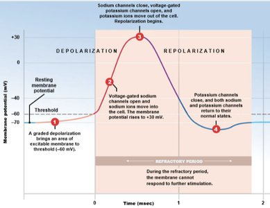 Phases of the action potential