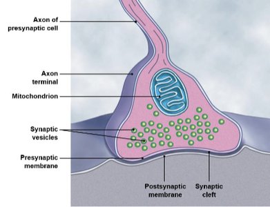 Structure of a synapse