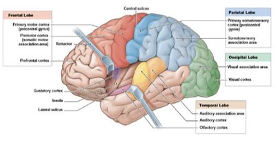 Lobes and functional areas of the brain