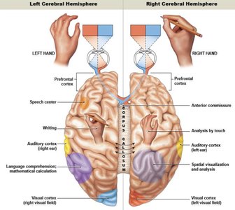 Functional differences between left and right cerebral hemispheres