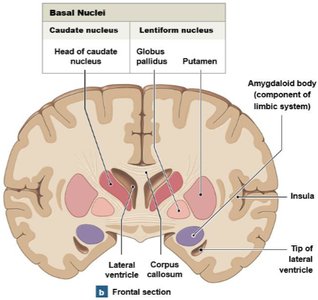 Basal nuclei and associated brain structures