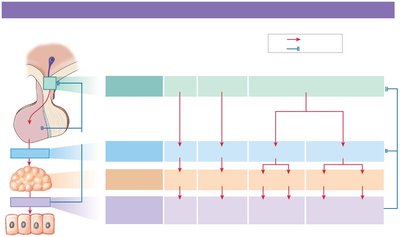 Feedback control of endocrine secretion