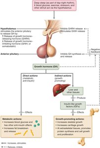 Growth-promoting and metabolic actions of growth hormone