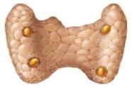 Kidney
