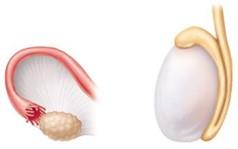 Ovary and testis