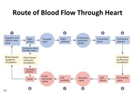 Route of Blood Flow Through Heart diagram