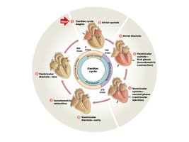 Cardiac Cycle diagram