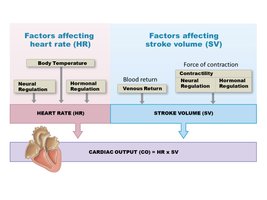 Factors affecting cardiac output
