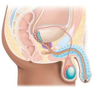 Male reproductive system anatomy