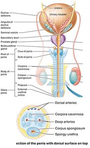 Anatomy of the penis and male duct system