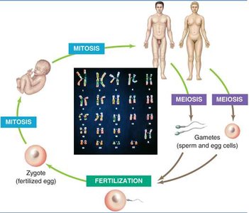 Diagram of the human sexual life cycle showing mitosis, meiosis, and fertilization