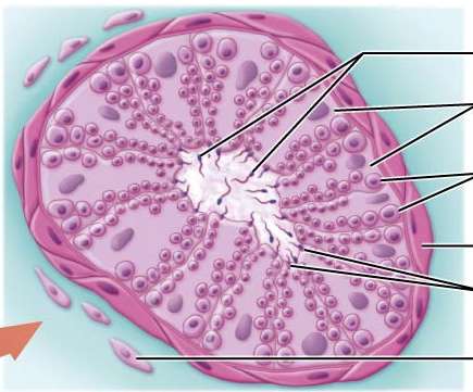Stages of spermatogenesis