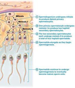 Spermatogenesis process